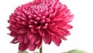 Chrysanthemum